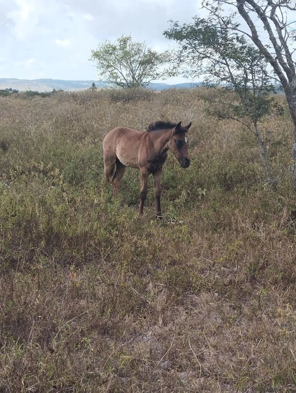 Vende-se Égua e potro mangalarga  - Foto 3
