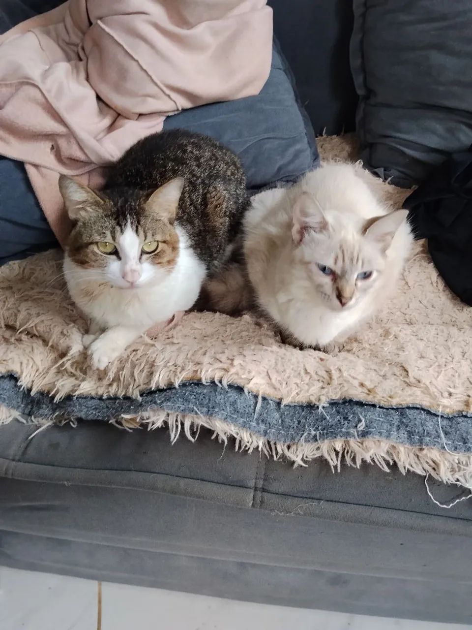 Adoção de gato e gata 