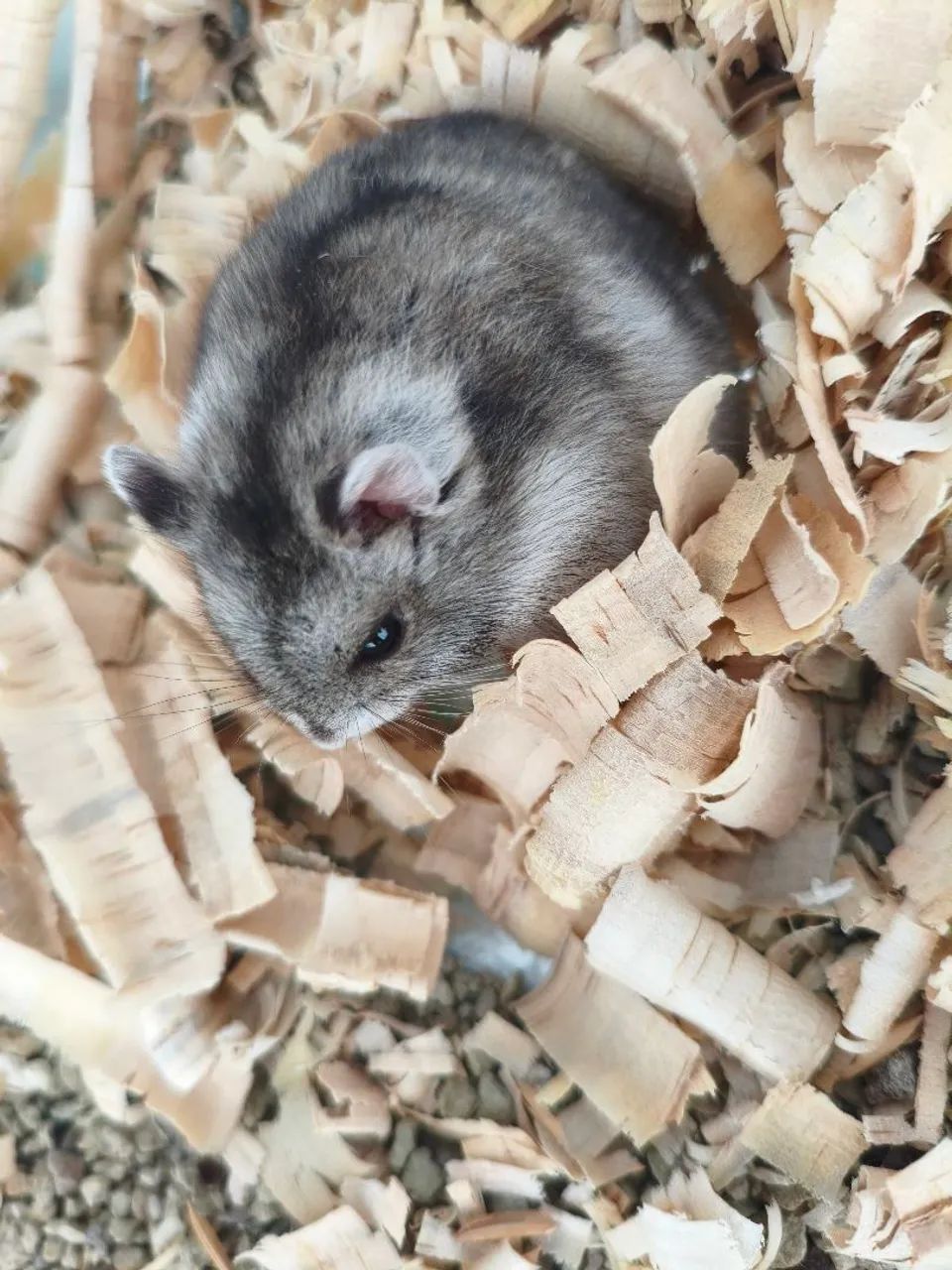 Hamster  - Foto 4