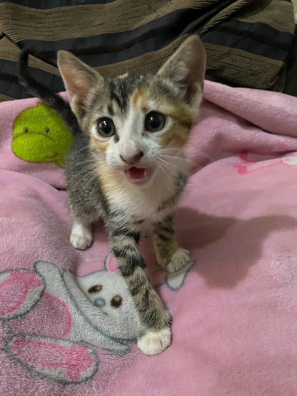 Gatinha para doação  - Foto 2