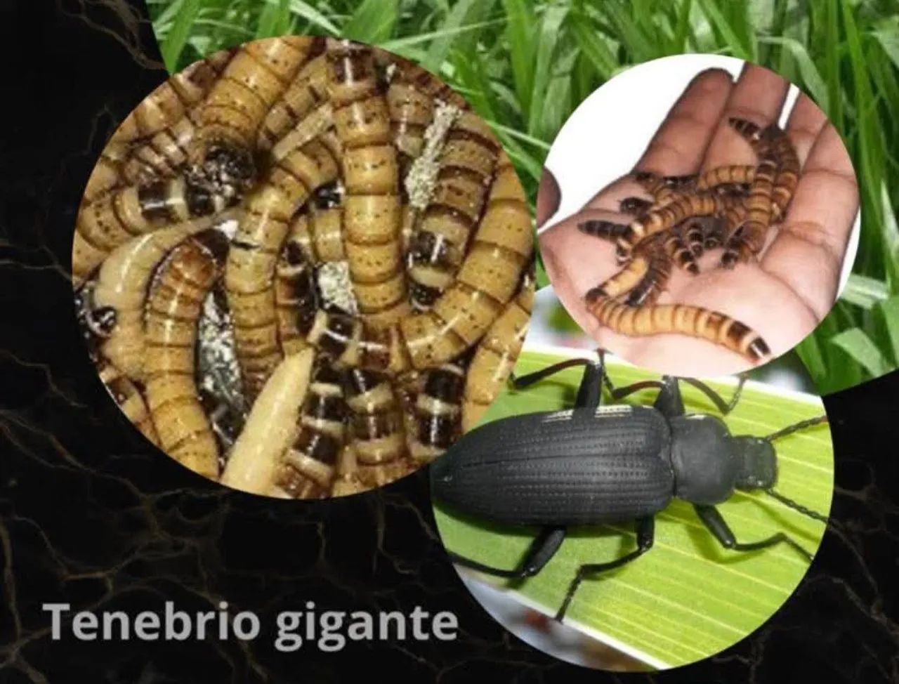 TTENEBRI0 GiganTE - Foto 5