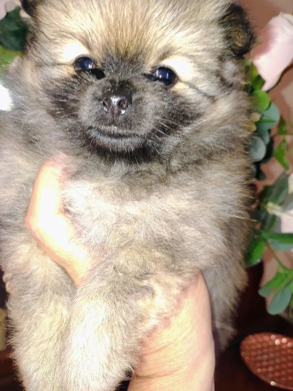 Cachorro Spitz alemão anão  - Foto 3