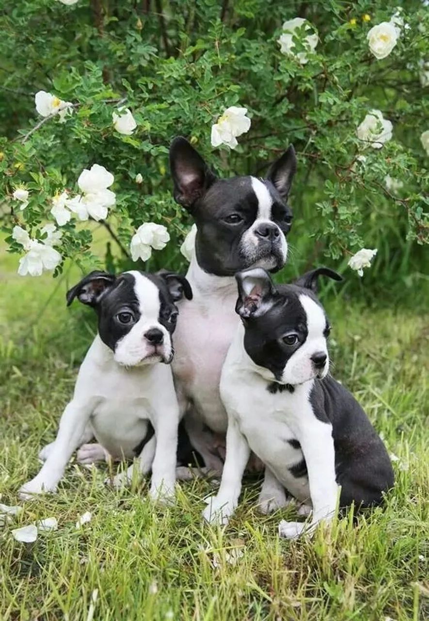 Boston Terrier Filhotes