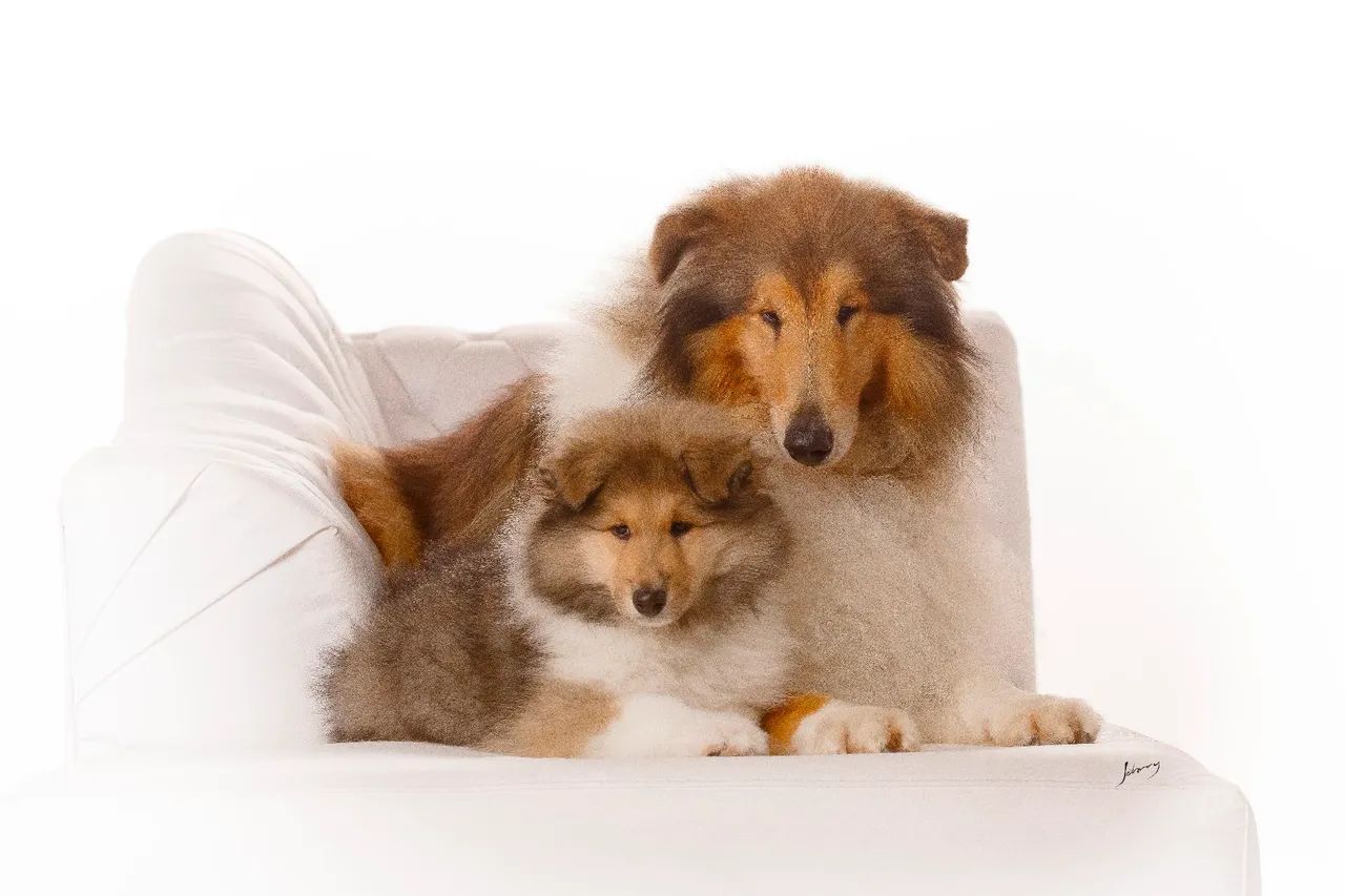 Collie pelo longo (rough collie) - Lassie