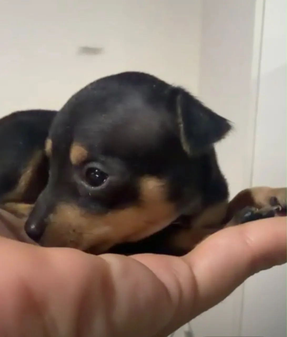 Pinscher zero - macho  - Foto 2