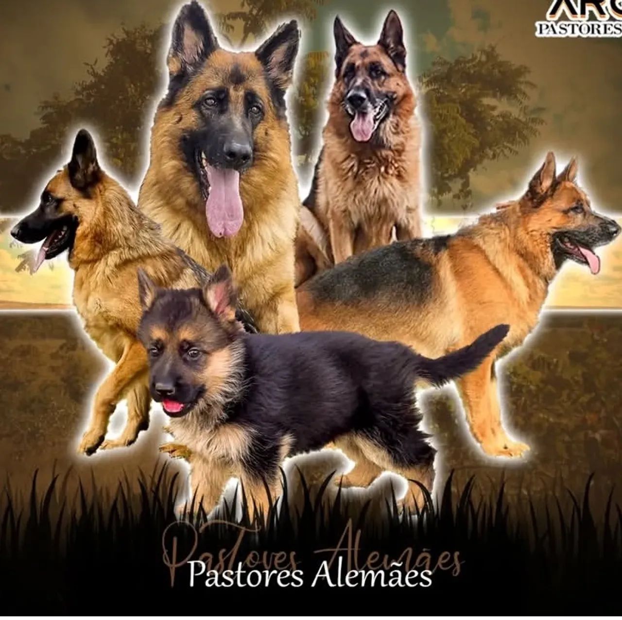 Pastor Alemão - Foto 5