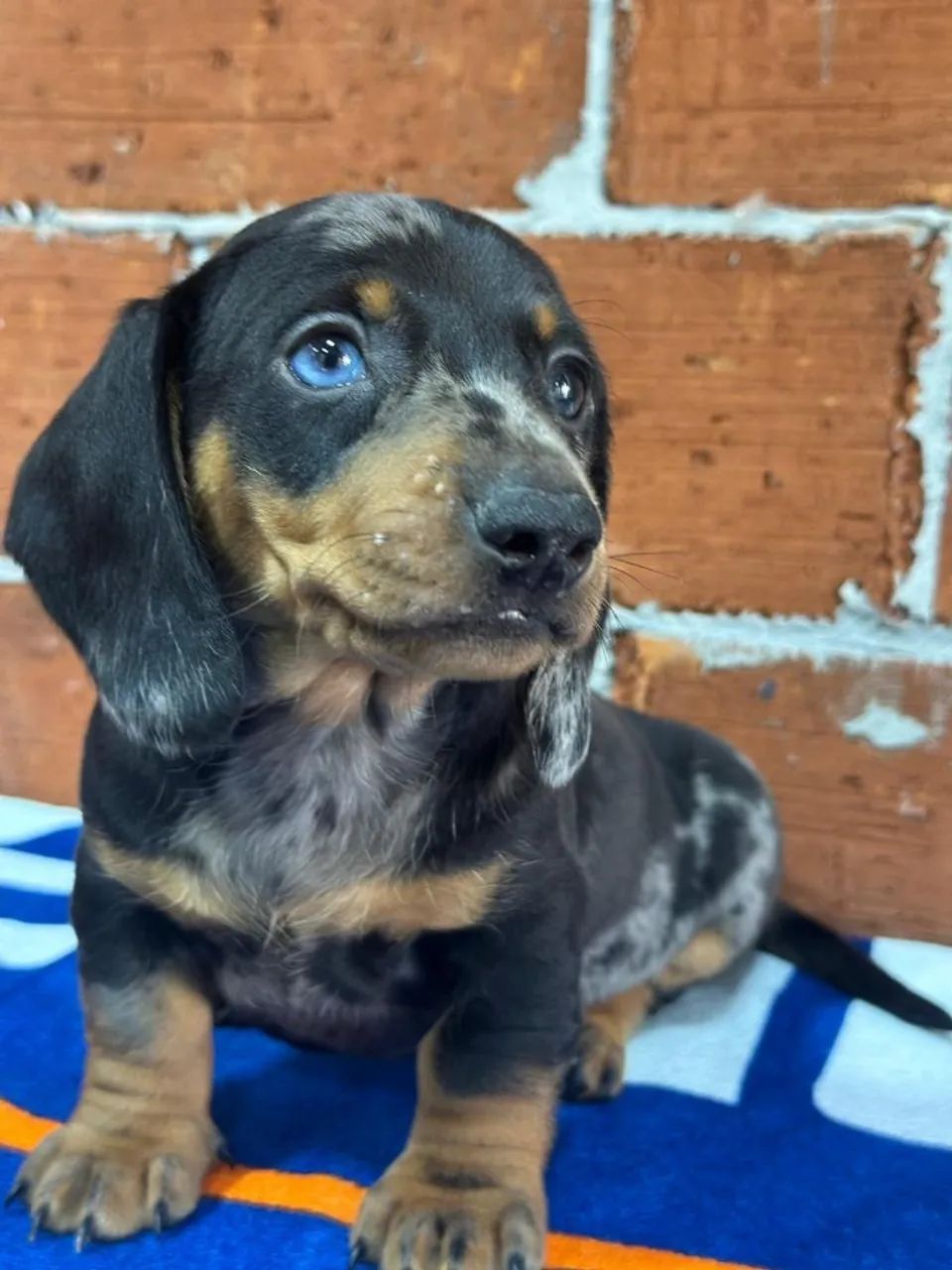 Dachshund
