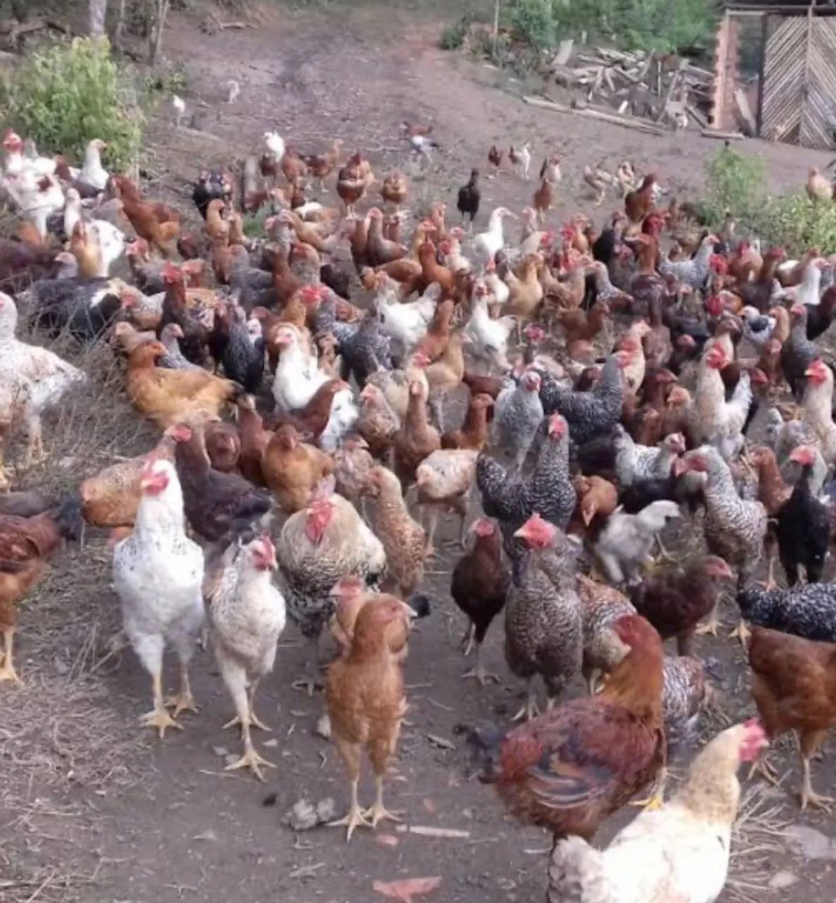 Galinhas no precinho pra sair rápido 