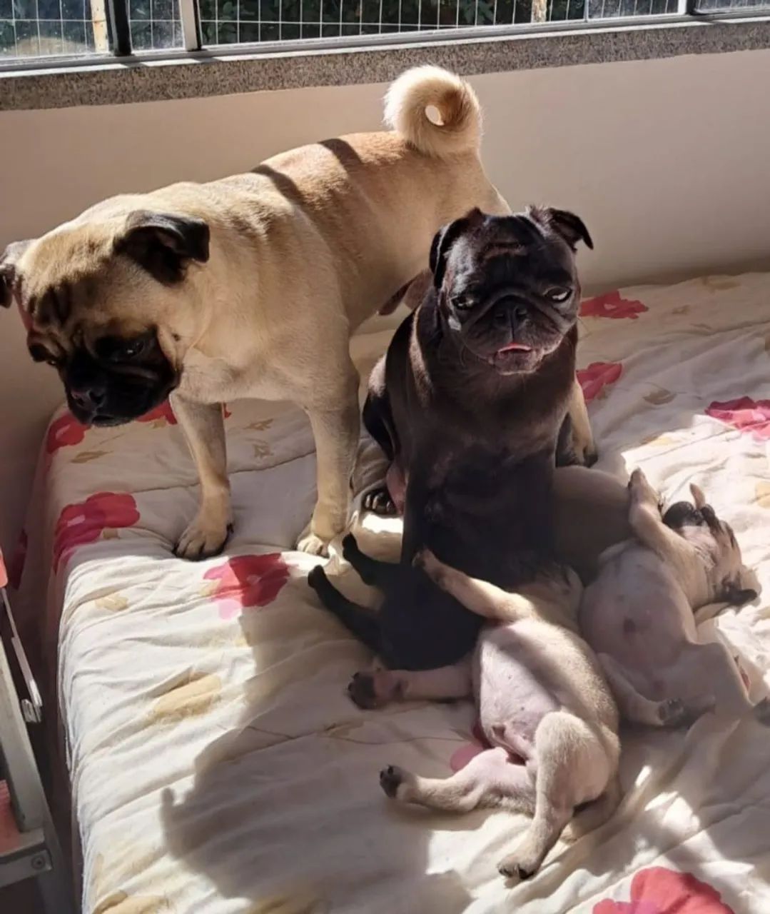Pug macho disponível  - Foto 4