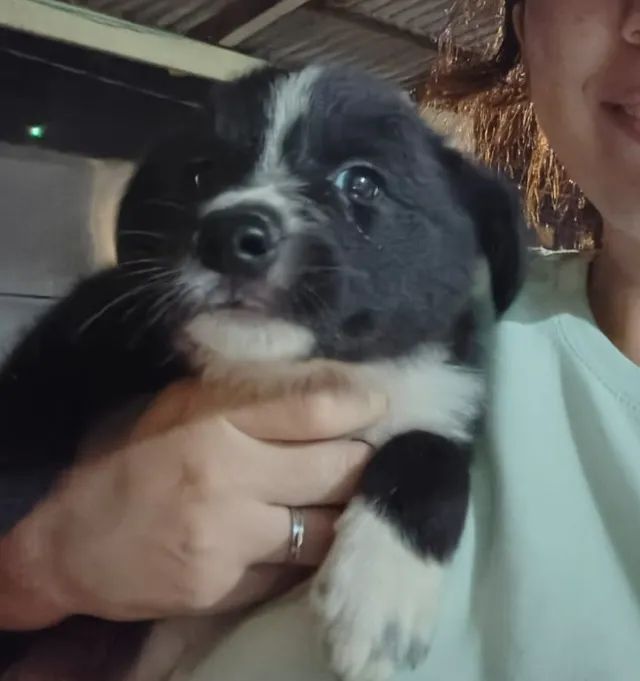 filhotes cães border collie - Foto 2