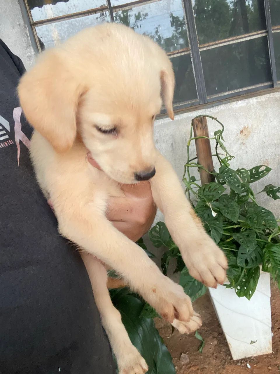 Filhotes de labrador  - Foto 3