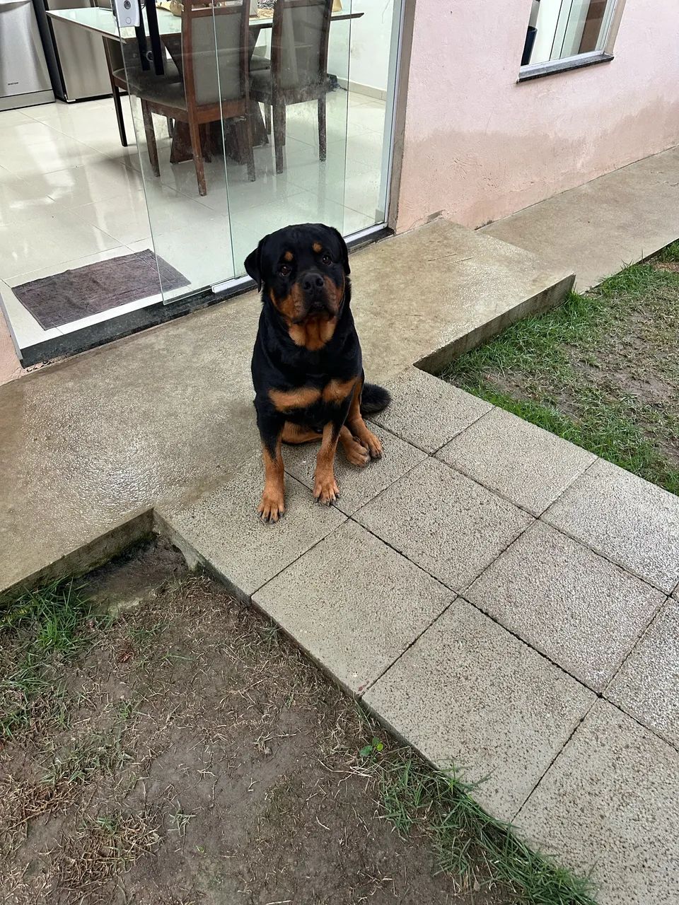 Doa - se este lindo Rottweiler macho  - Foto 4