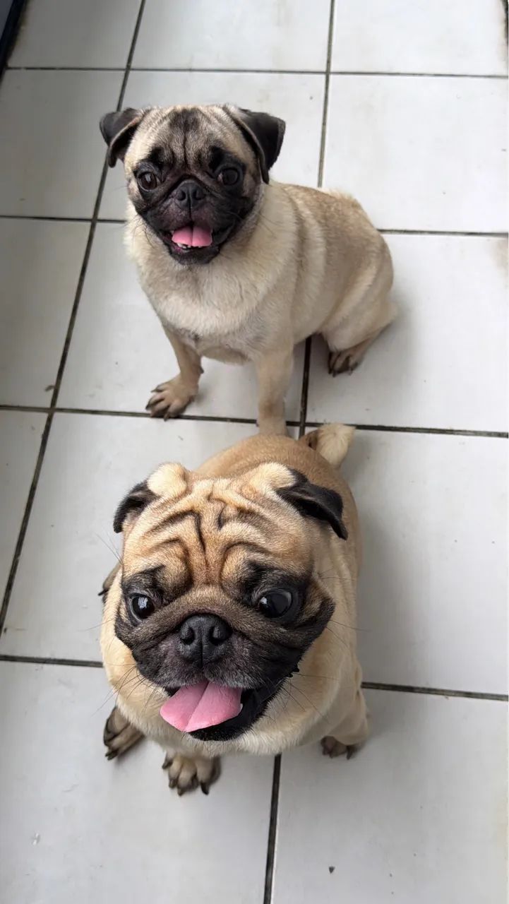 Pug - Foto 2