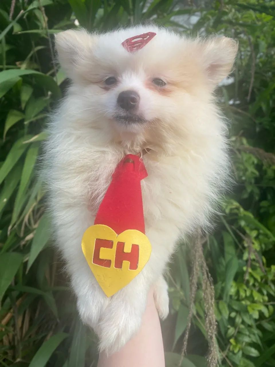 Cachorro  - Foto 4