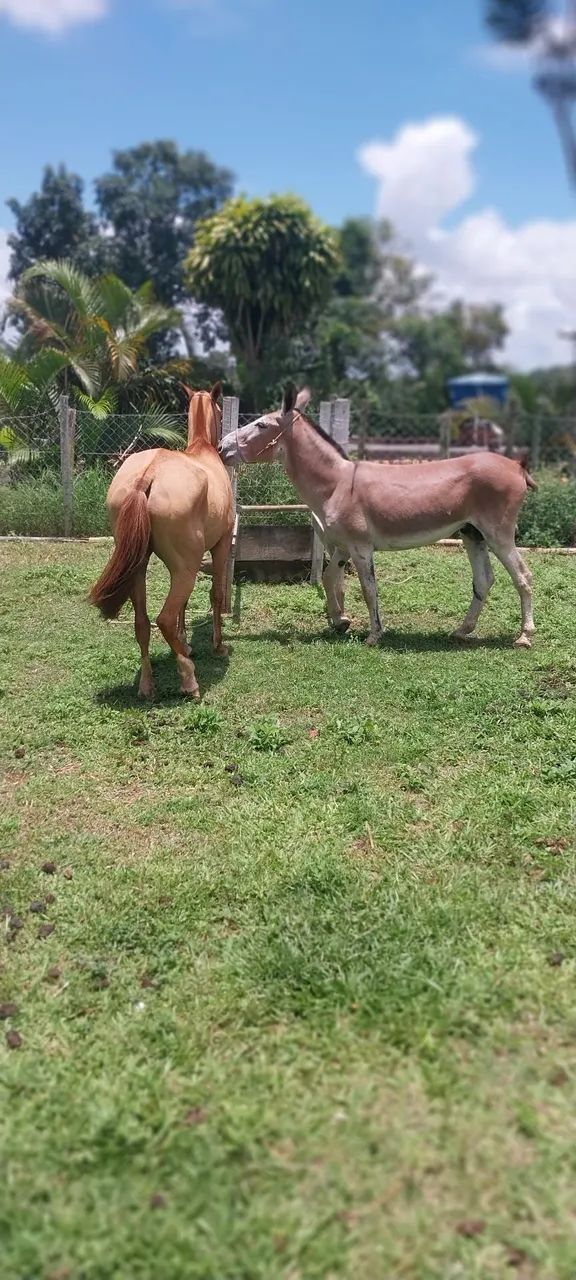 Cobertura de jumento pêga. 