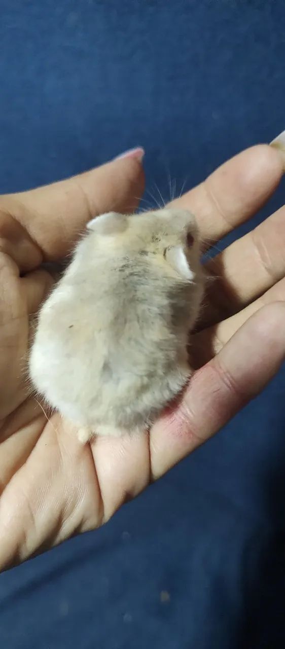 Hamster Filhotinhos  - Foto 4