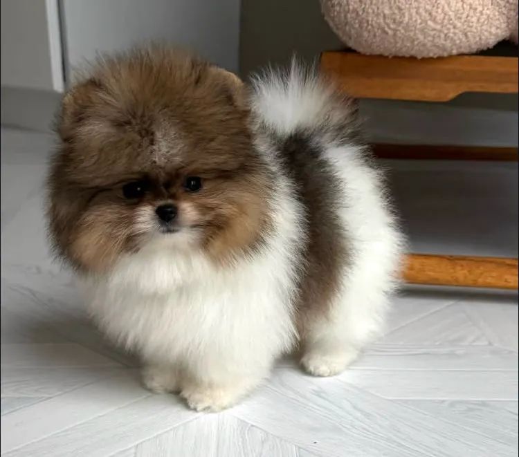 Spitz alemão  - Foto 4