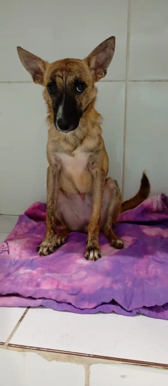 Adoção responsável com amor - Foto 2