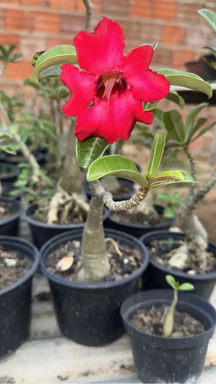 Rosa do deserto singela  - Foto 2