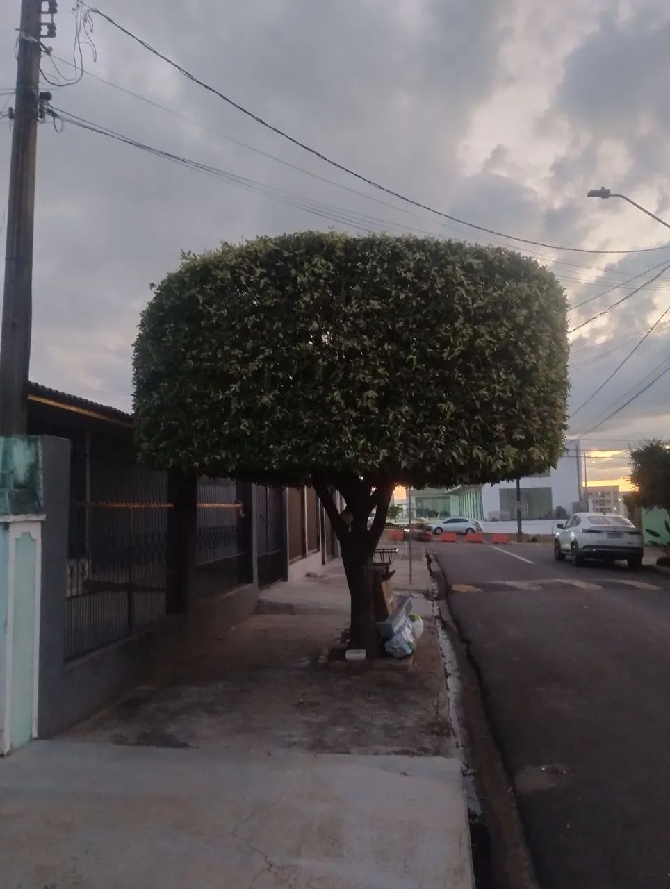 Jardineiro  - Foto 3