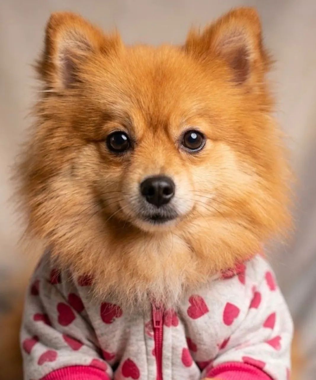 Spitz 