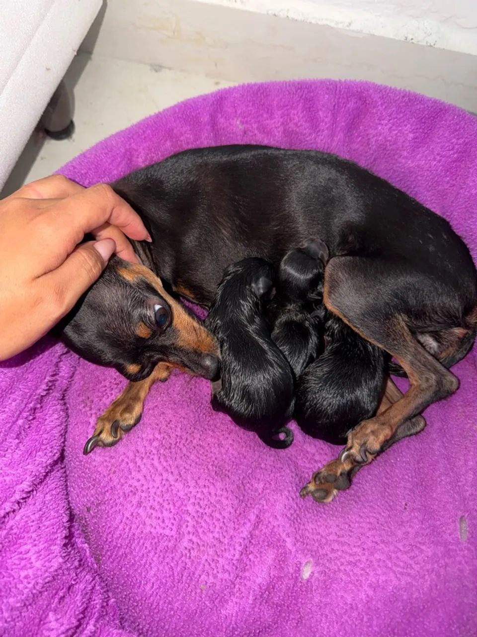Pinscher ZERO - Foto 4