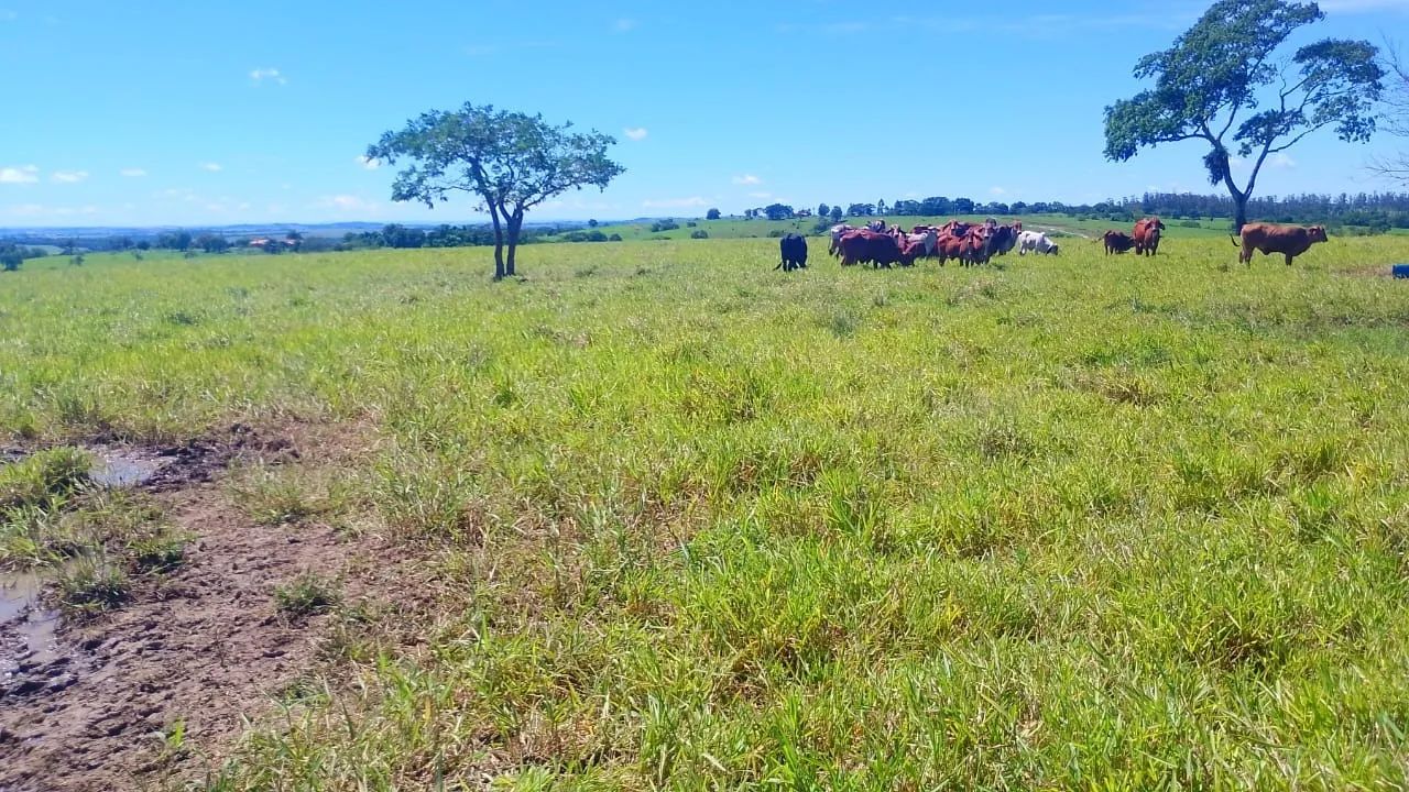 10 alqueires Divisa de quadra com guarei Valor 1.600,000 - Foto 2