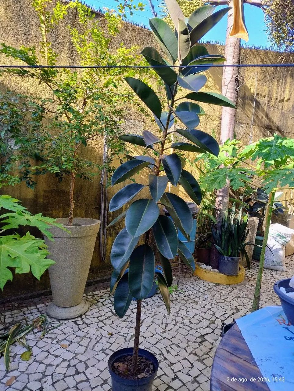 Ficus Elástico com 2 metros - Foto 2