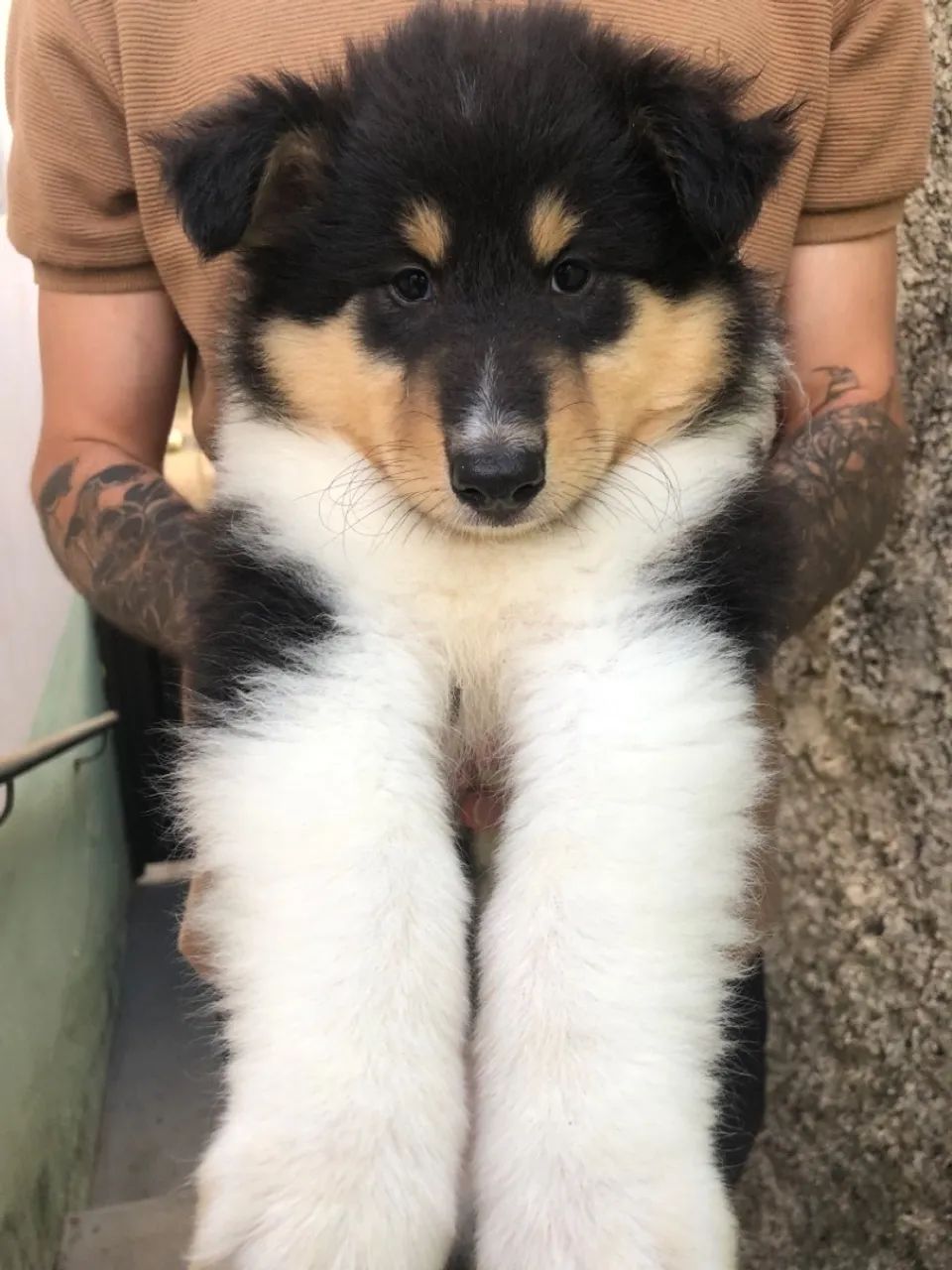 Rough collie  - Foto 2