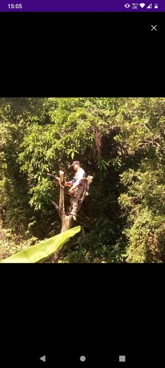Corte e poda de ÁRVORES 