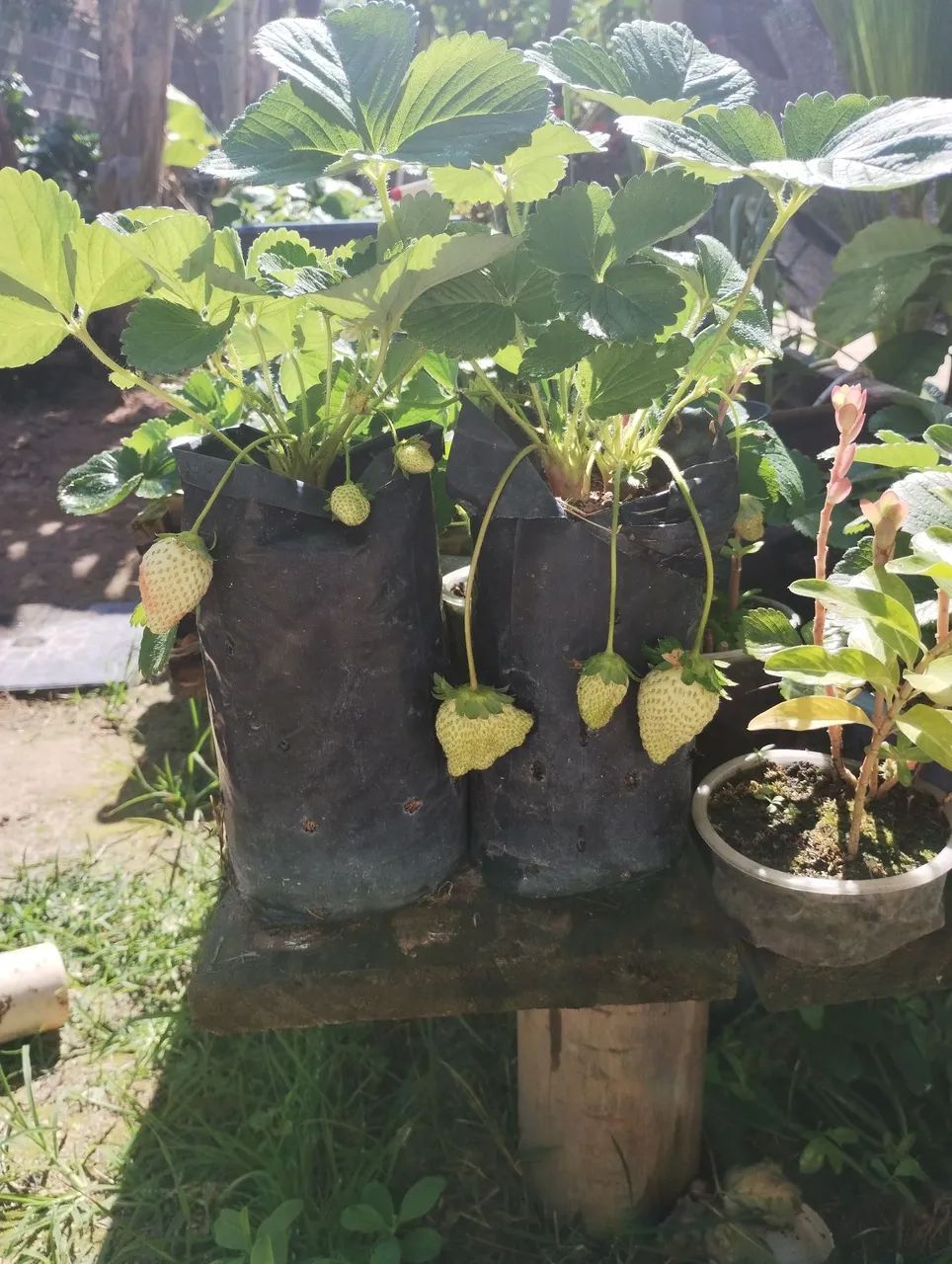 Mudas de morango com frutas  - Foto 4