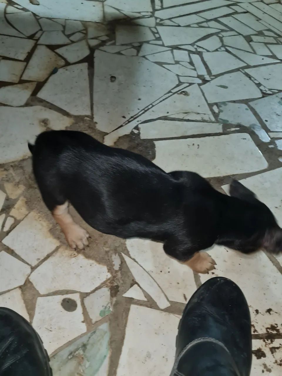 Doa se cachorros pequenos - Foto 3