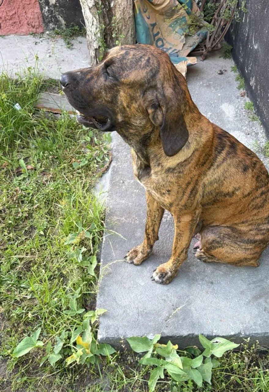 Fila brasileiro - Foto 5