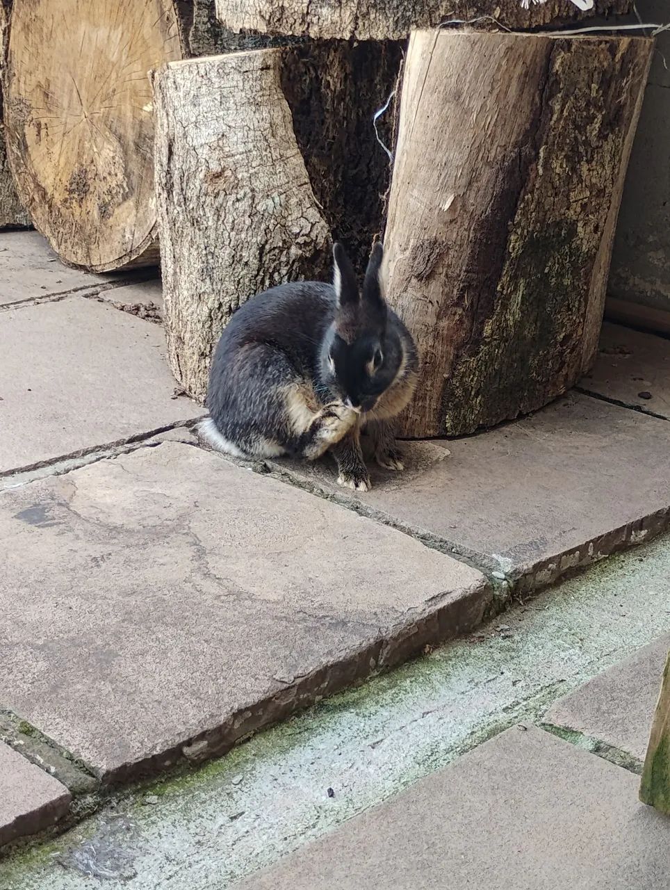 Mini coelha Netherland Dwarf - Foto 2
