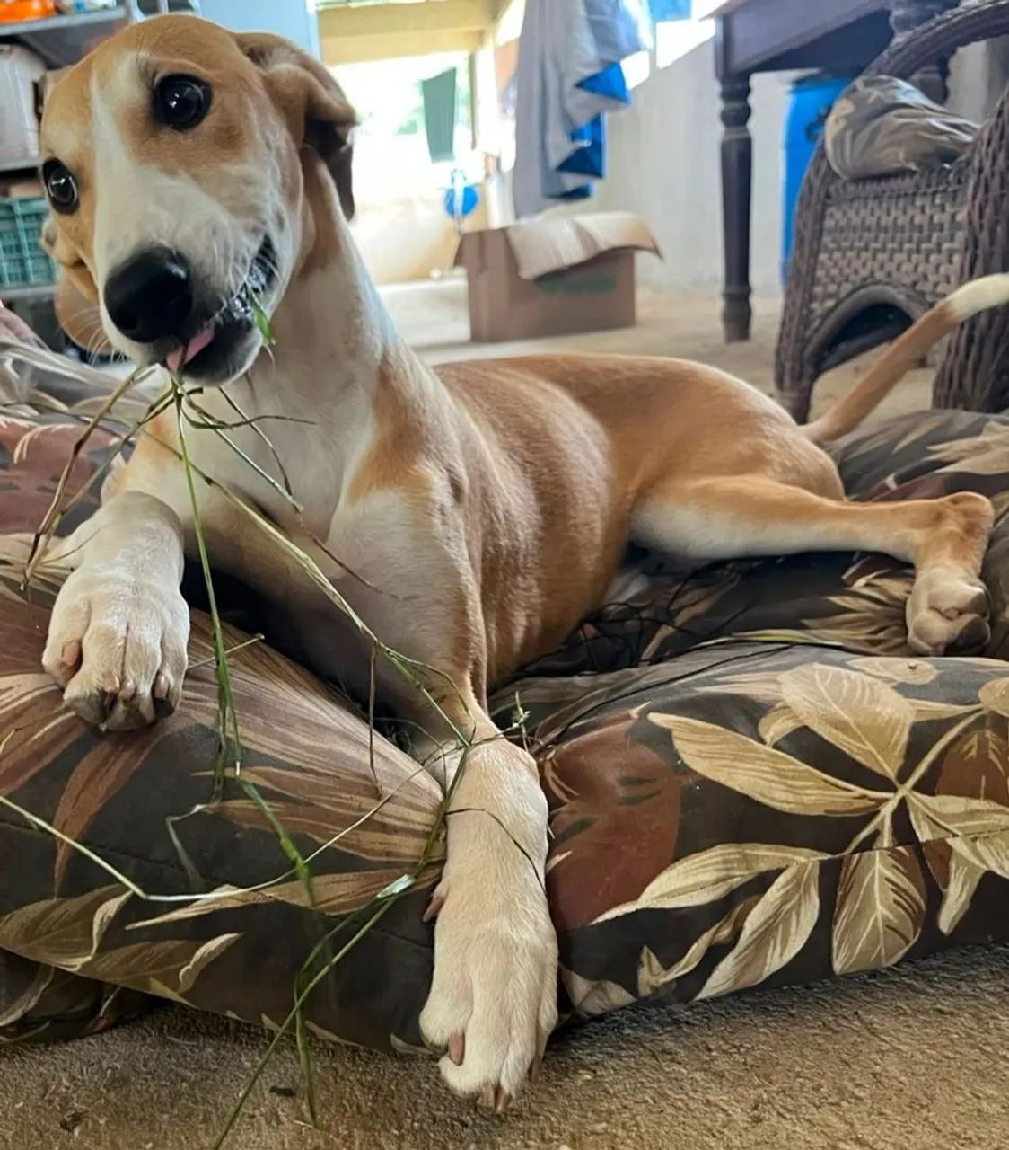 Galgo greyhound