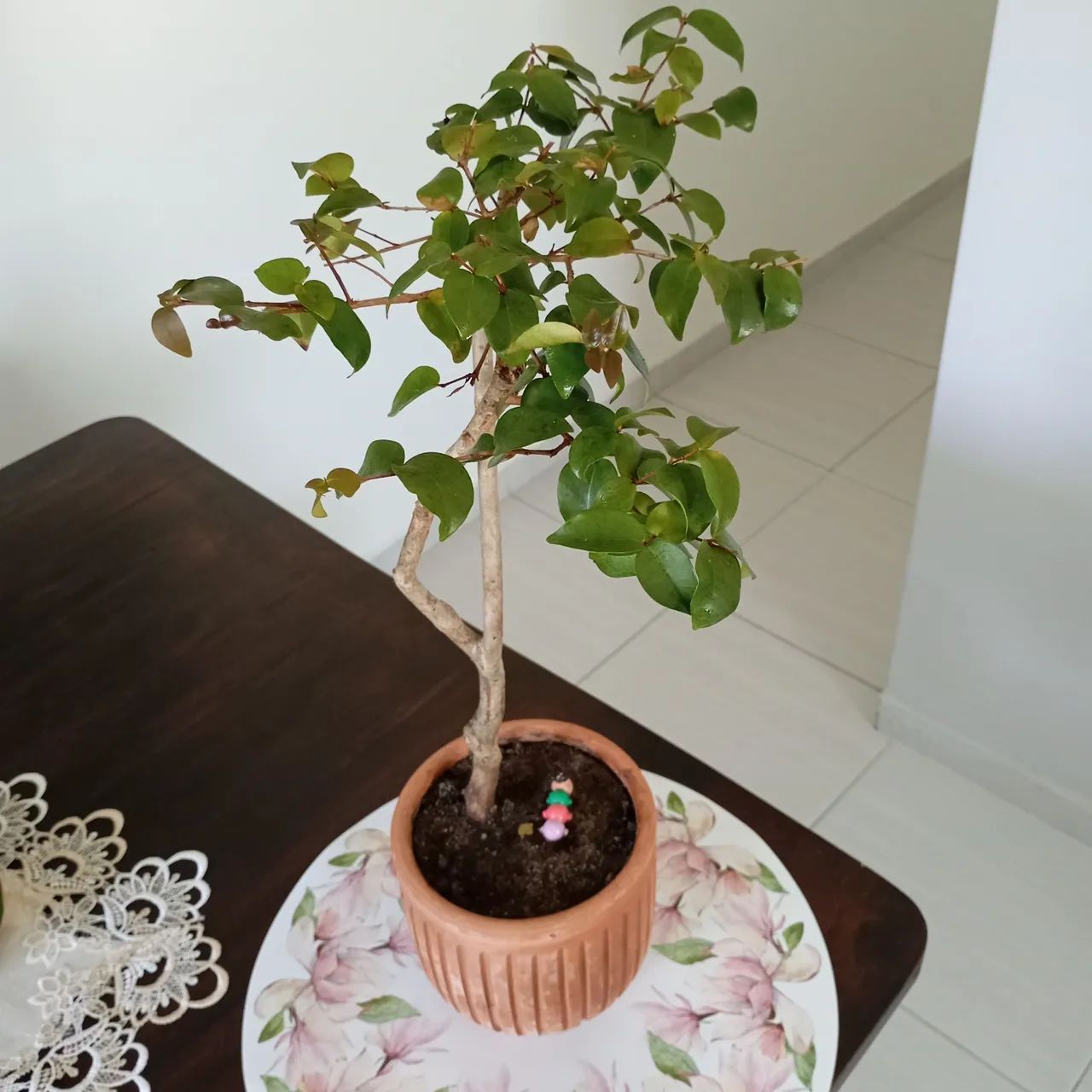 Bonsai de Pitanga  - Foto 2