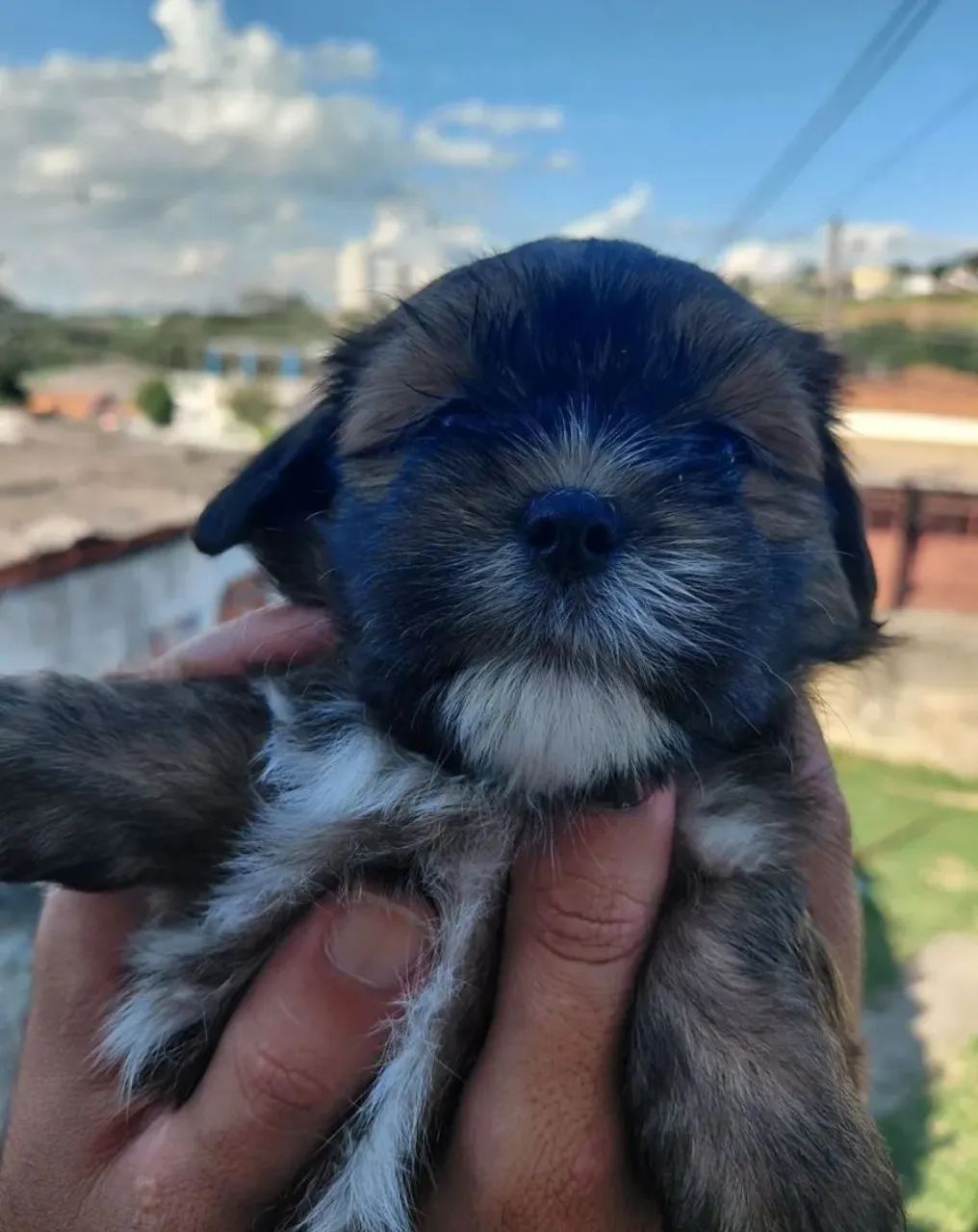 Shih tzu macho - Foto 3