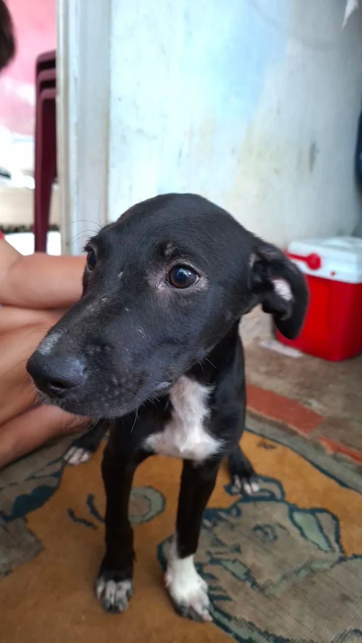Doação de cachorras  - Foto 5