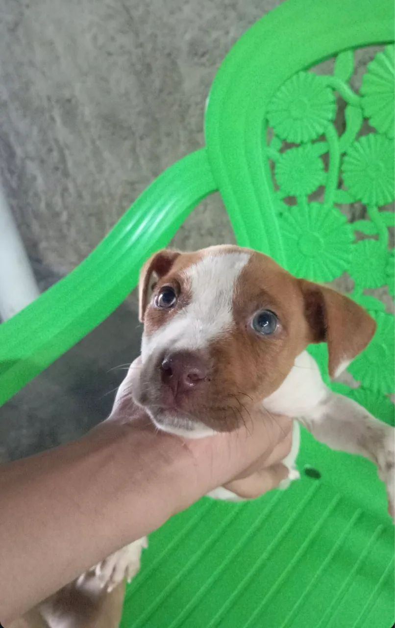 Pitbull terrier puro