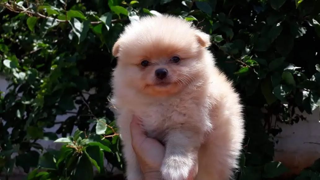 Spitz Alemão com pedigree