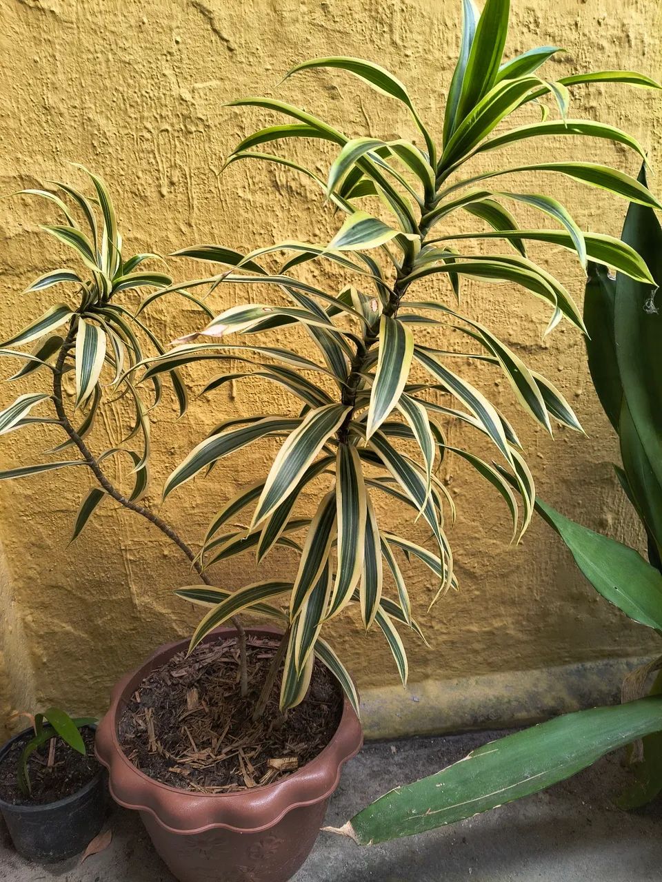 Plantas - Foto 5