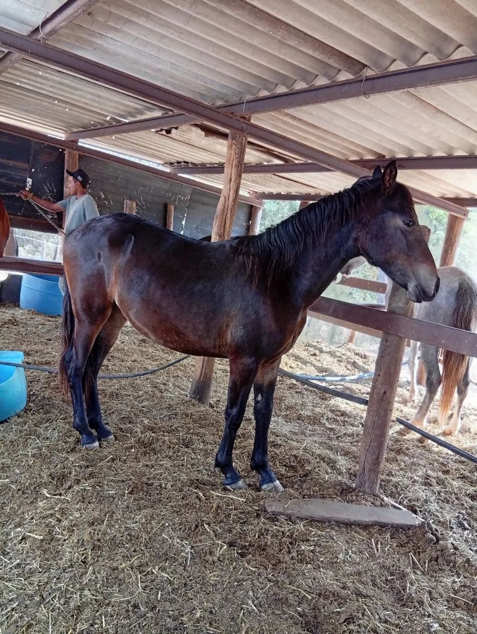 Potro a venda. Registrado - Foto 2