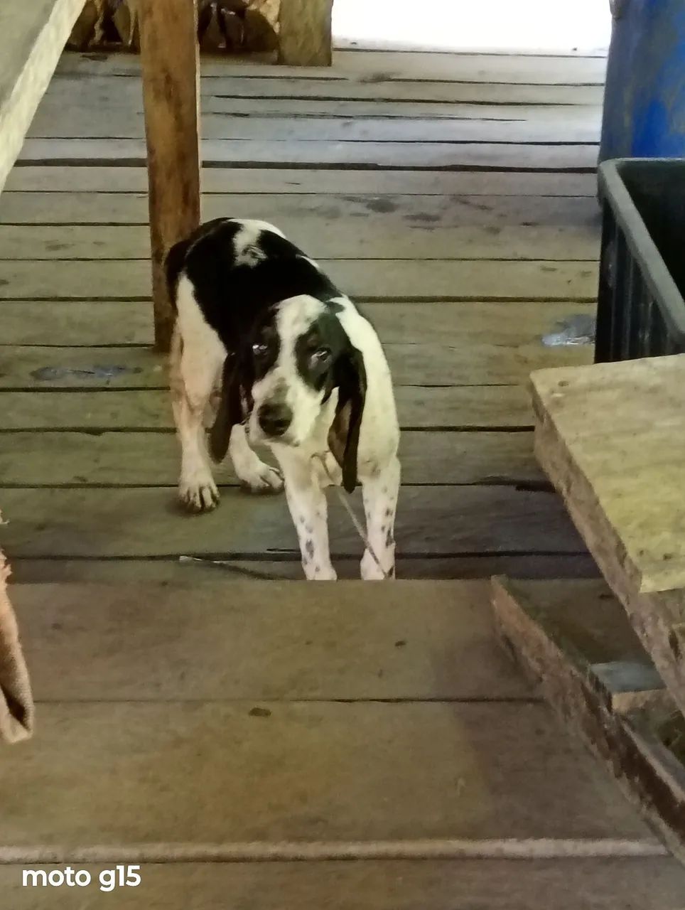 Cachorro americano  - Foto 2