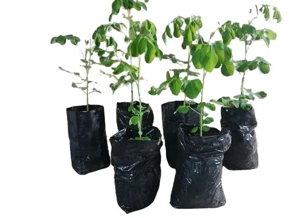 Moringa  aleífera  kit 2 muda 35 cent. - Foto 5