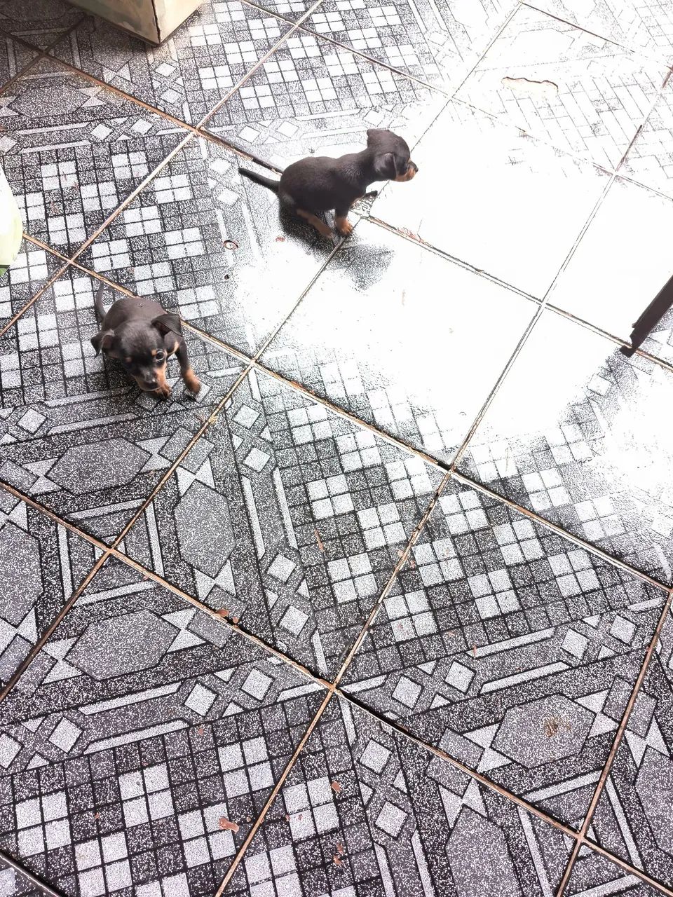 ESTOU VENDENDO PINSCHER FILHOTE  - Foto 2