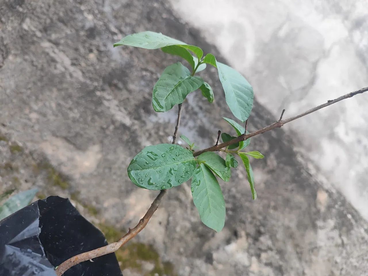 Muda de goiaba , no saquinho - Foto 3