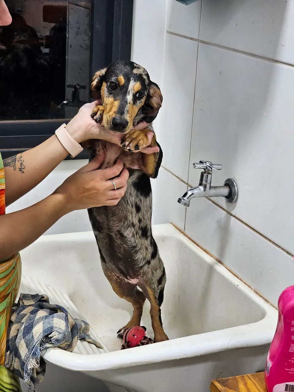 Doação de filhote de Dachshund Arlequim - Foto 4