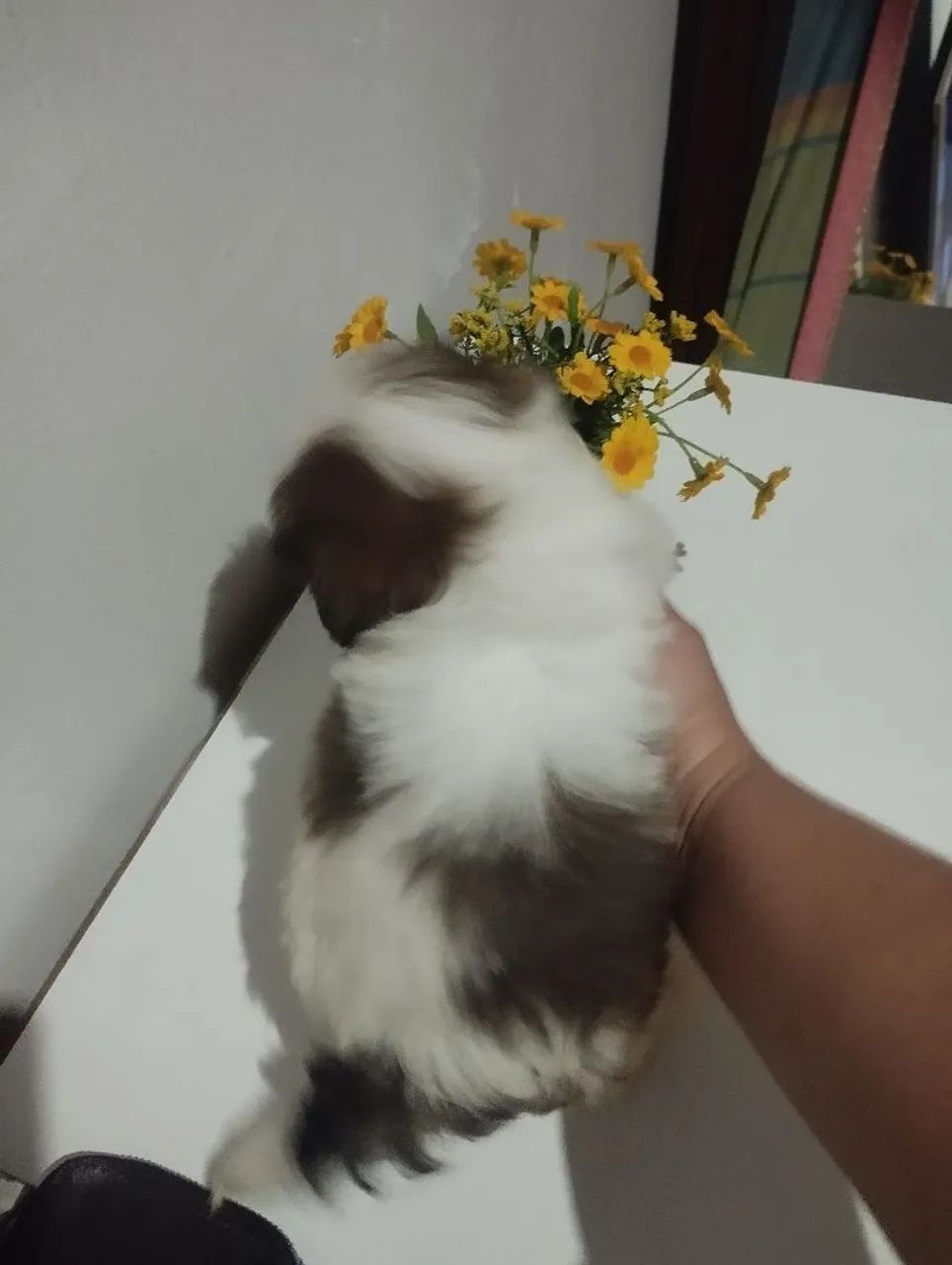 Shih tzu mini - Foto 2