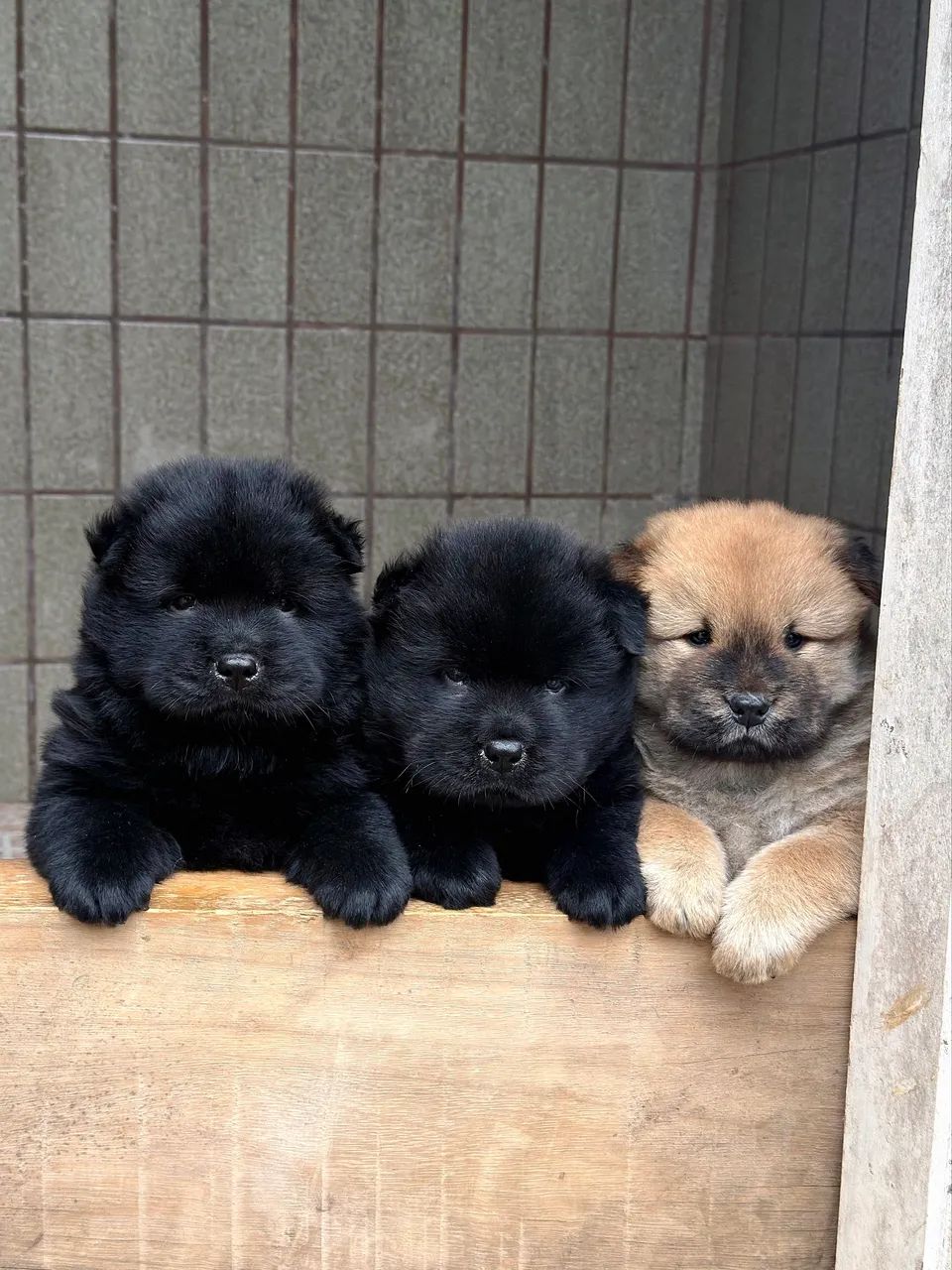 Filhote macho da raça Chow Chow preto disponível  - Foto 2