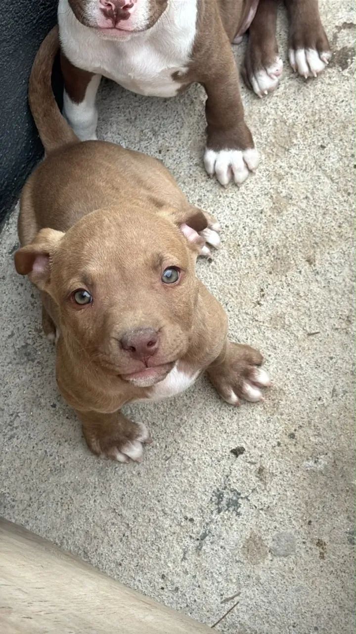 Cachorros  - Foto 2